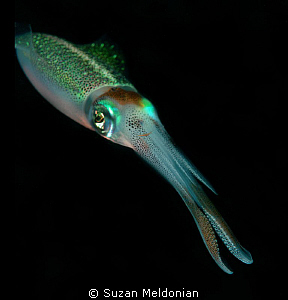 Squid by Suzan Meldonian 